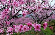 桃树是春天开花还是秋天开花（桃树全部开花时间表）