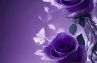 最漂亮紫玫瑰高清图片（紫枝玫瑰图片高清大图）