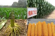 吉林矮杆高产玉米新品种（高产矮杆玉米品种介绍）