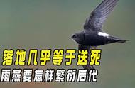 燕子繁殖全过程（燕子的繁殖特点）