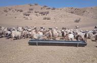 分享个人养羊经验和养羊技术（养羊新手最简单的养殖方法）