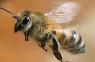 为什么蜜蜂喜欢大自然（蜜蜂为什么喜欢一直放在树上）
