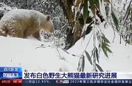 熊猫的眼睛是什么颜色的（熊猫的眼睛能看到世界几种颜色）