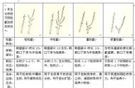 苹果树摘心和拧枝要点（苹果树的侧枝太长用摘心吗）