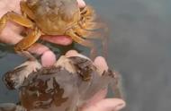 养河蟹的十大技术（河蟹的养殖条件和方法）