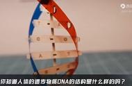 dna分子是由什么组成的（dna分子的结构特点是什么）