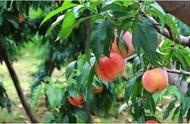 农田地里强制种桃树犯法吗