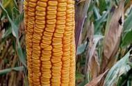 2023年最好的玉米种子（2023年适合耐高温高产的玉米种子）