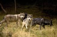 狼最怕的三种动物（狼怕哪三种动物）