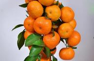 蜜橘和蜜桔的区别（中国十大蜜桔排名）