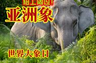 亚洲象生活习性和图片（亚洲象的生存地点以及生存现状）