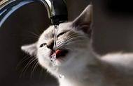 猫频繁喝水正常吗（猫喝水多了正常吗）