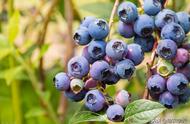蓝莓品种及种植时间（蓝莓的种植方法及时间）