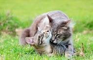 猫和它生的小猫能长期住一起吗（母猫会和自己生的小猫一起生活吗）