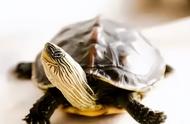 黄耳龟一年能长几厘米（黄耳龟能活多少年）