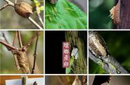 昆虫记的螳螂外形和生活特征（昆虫记螳螂的外貌习性和特征）