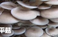 玉米芯种蘑菇出菇管理（玉米芯种蘑菇到出菇全过程）
