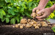 种土豆用什么底肥最好（土豆的种植方法放什么底肥最好）