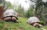 亚达伯拉象龟生存条件（亚达伯拉象龟一年能长多少）
