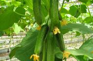 黄瓜有8大功效，黄瓜好处和功效有哪些作用