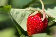 草莓怎么种植9月（草莓几月种植比较合适）