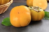 脆柿子和没熟的普通柿子怎么区分（脆甜柿子和普通柿子有什么区别）