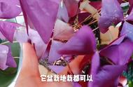 紫蝴蝶的养殖方法和注意事项（紫蝴蝶冬天怎么养）