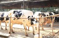奶牛一年可以产多少奶（养20头牛国家补贴多少）