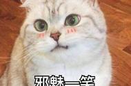 加菲猫活体 宠物猫（加菲猫价格黑色纯种）