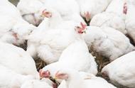鸡的养殖技术和疾病的预防（鸡的养殖方法有哪些）