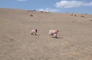 一只母羊一年能产几只小羊羔（一只母羊能产多少只小羊羔）