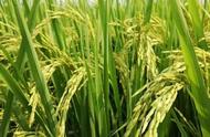 黑龙江省水稻品种查询（2023年黑龙江省水稻品种推荐）