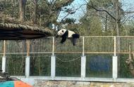 关于熊猫的故事和图片（关于熊猫的故事和名字）