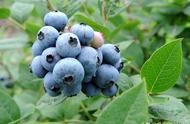 吃剩下的蓝莓籽能种吗（蓝莓籽可以种吗几年结果）