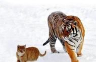 老虎和猫为什么那么像（老虎和猫为什么长得像）