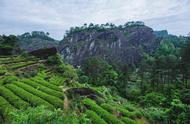 武夷岩茶有多少峰（武夷岩茶各大山场明细）