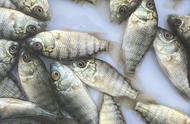 怎样养罗非鱼产量高成本低