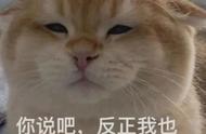 可爱猫表情包卡通（卡通动态猫咪表情包）