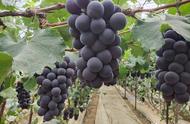 九月份前成熟的葡萄有哪些品种（哪些葡萄品种适合短截）