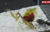 甲虫vs甲虫（甲虫vs长角虫）