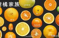 柑橘品种大全（最好吃的桔子十大排名）