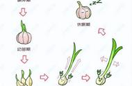 大蒜生长四个阶段（大蒜生长过程时间表）