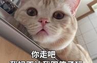 猫咪挨打后不再粘人（猫咪挨打后一直躲起来）