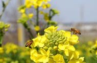 五月属于春夏秋冬哪个季节（5月属于夏季还是春季）