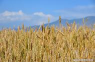 什么气候适宜水稻生长（水稻适宜生长的气候条件）