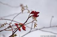 雪中送炭和锦上添花的区别（锦上添花雪中送炭有什么区别）