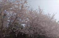 春天杏树开花什么颜色（杏树开花时间什么时候）