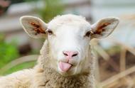 为什么羊感冒流鼻涕不用治疗（羊老是流鼻涕要打针吗）