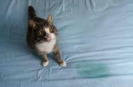 如何让猫不往床上尿（怎样让猫不在沙发上尿出来）