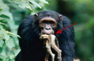 大猩猩和黑猩猩哪个更接近人（大猩猩跟黑猩猩有啥区别）